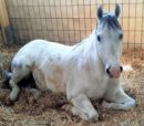 „GUT AIDERBICHL BALLERMANN RANCH“ <br>„Ballermann Mitch“ ist tot!