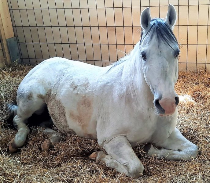 „GUT AIDERBICHL BALLERMANN RANCH“ <br>„Ballermann Mitch“ ist tot!